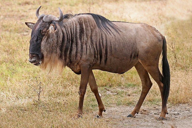 Blue_Wildebeest,_Ngorongoro