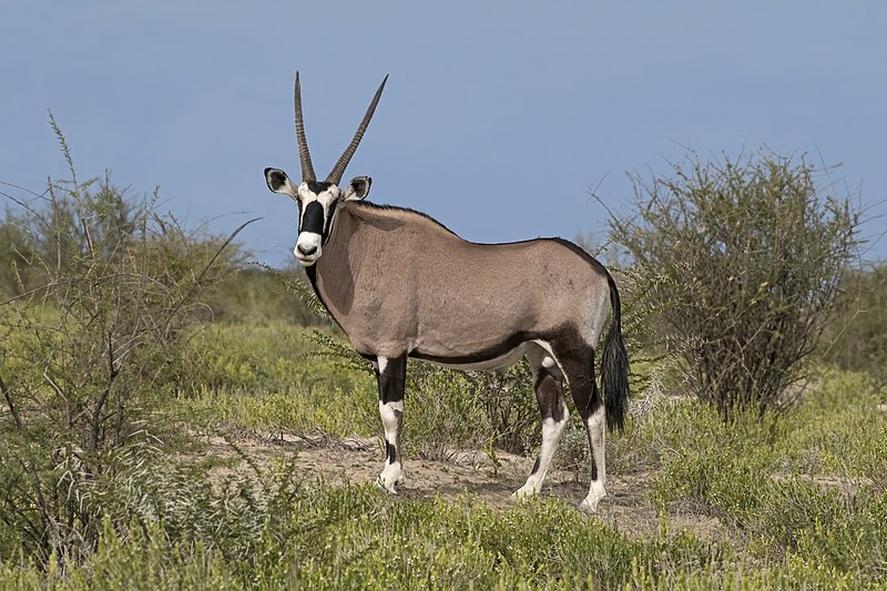 Gemsbok_(Oryx_gazella)_male