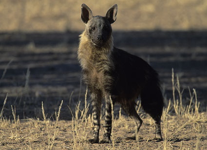 Brown Hyena (Hyaena), Hyaena brunnea, Kgalagadi Transfrontier Park, Kalahari South Africa