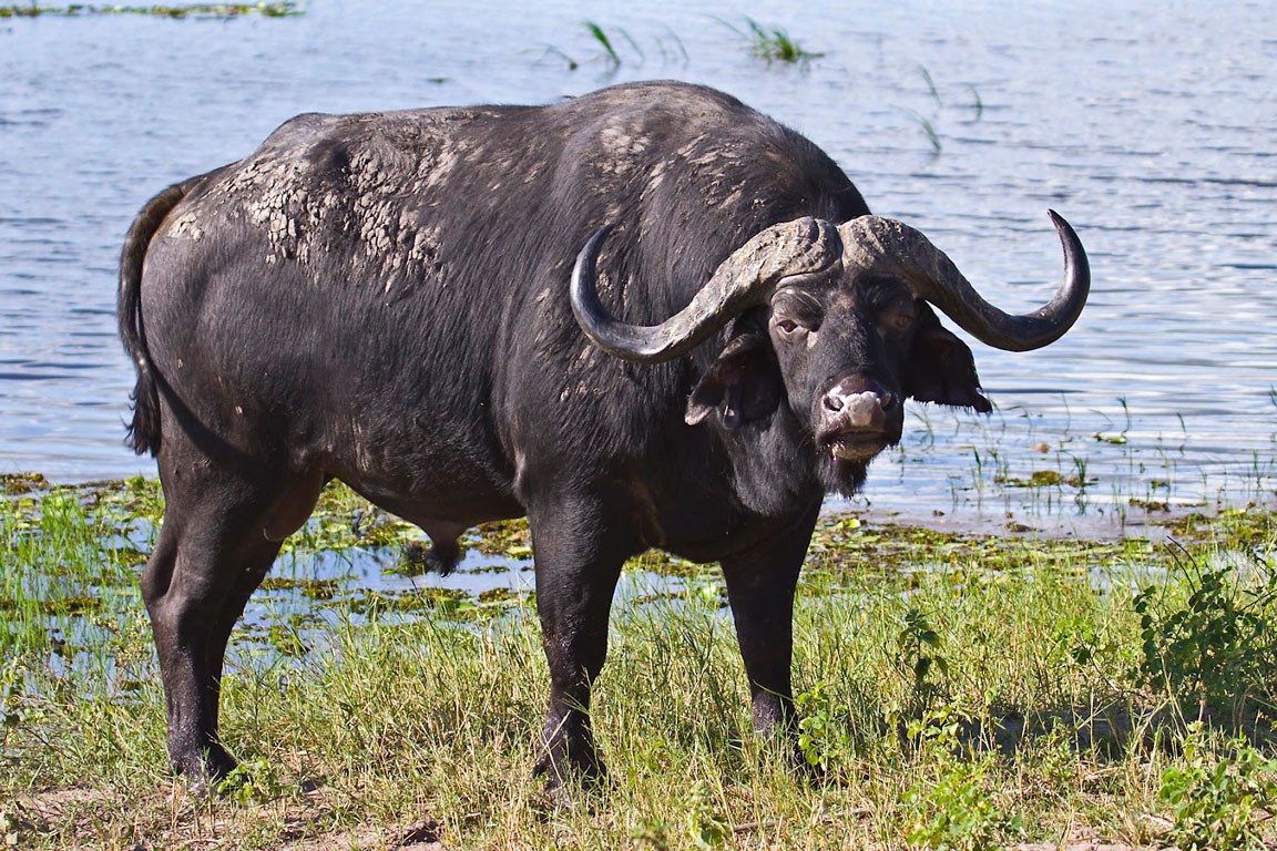 cape-buffalo-1