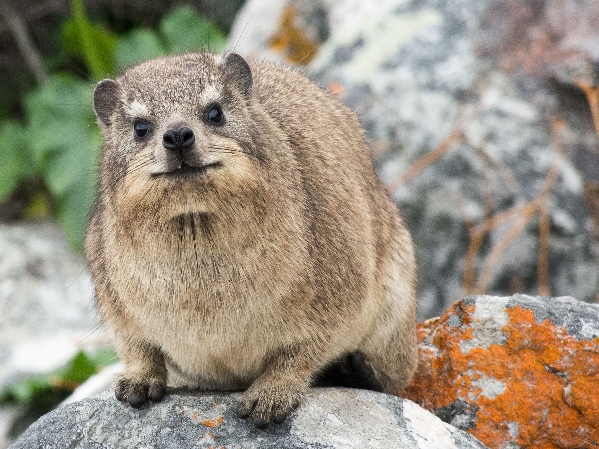 Curious rock hyrax in Tsitsikamma National Park, South Africa. Taken July 2015.