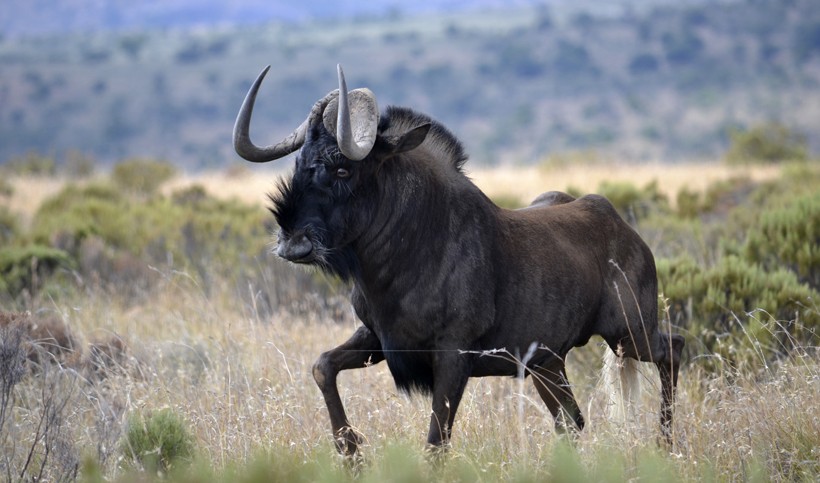 black-wildebeest-1