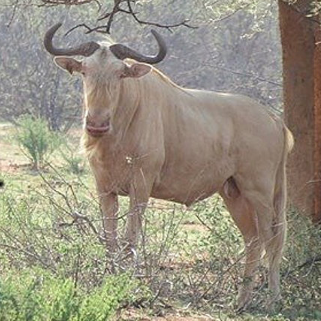 royal wildebeest